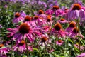 Pink echinacea purpurea flowers, also known as coneflowers or rudbeckia, photographed at RHS Wisley garden in Surrey UK. Royalty Free Stock Photo