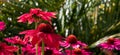 Pink echinacea purpurea flowers, also known as coneflowers or rudbeckia, photographed at RHS Wisley garden in Surrey UK. Royalty Free Stock Photo