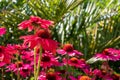 Pink echinacea purpurea flowers, also known as coneflowers or rudbeckia, photographed at RHS Wisley garden in Surrey UK. Royalty Free Stock Photo