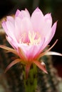 Pink Echinocereus flower Royalty Free Stock Photo