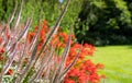 Pink echinum flowers with red crocosmia lucifer behind, at the Leckford Estate, Longstock, Hampshire UK