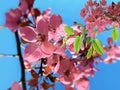 Pink ed apple blossom flowers on tree branch spring nature gardening floral