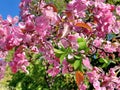 Pink ed apple blossom flowers on tree branch spring nature gardening floral