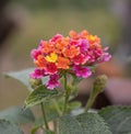 Pink-Edged Red Lantana camara (Common Lantana) Flowers: Close-Up