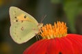 Pink Edged Sulphur