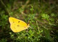 Pink-Edged Sulphur Butterfly on Green Grass Royalty Free Stock Photo