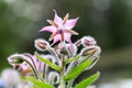 Pink edible borage star flower - macro close up detailing hairs, petals, leaves