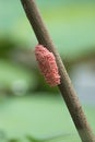 Pink eggs of Channeled applesnail shells on a branch
