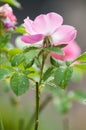 pink eglantine flower Royalty Free Stock Photo