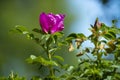 Pink eglantine rose in the dunes