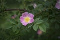 Pink eglantine rose Royalty Free Stock Photo