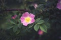 Pink eglantine rose Royalty Free Stock Photo
