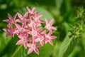 Pentas Lanceolata flower cluster