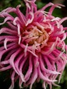 Pink elegant dahlia on foreground