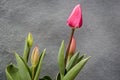 Pink elegant tulips on planter