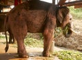 Pink Elephant Salute Royalty Free Stock Photo