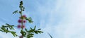 pink embarrassed princess flowers on a blue sky background