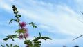 pink embarrassed princess flowers on a blue sky background