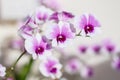 Pink endrobium orchids flowers blooming with sunshine hang on branch tree in garden natural background Royalty Free Stock Photo