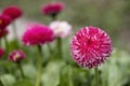 Pink English daisies - Bellis perennis. Spring Flowers.