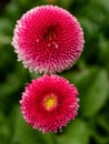 Pink English daisies - Bellis perennis - in spring park. Detailed seasonal natural scene. Royalty Free Stock Photo