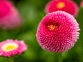 Pink English daisies - Bellis perennis - in spring park. Detailed seasonal natural scene. Royalty Free Stock Photo