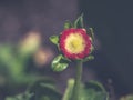 Pink English daisies - Bellis perennis in spring park. Detailed seasonal natural scene Royalty Free Stock Photo