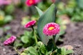 Pink English daisies - Bellis perennis in spring park. Detailed seasonal natural scene Royalty Free Stock Photo