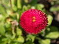 Pink English daisies - Bellis perennis in spring park. Detailed seasonal natural scene Royalty Free Stock Photo