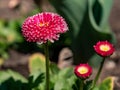 Pink English daisies - Bellis perennis in spring park. Detailed seasonal natural scene Royalty Free Stock Photo