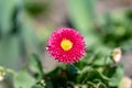 Pink English daisies - Bellis perennis in spring park. Detailed seasonal natural scene Royalty Free Stock Photo