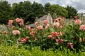 Pink english flowers in garden