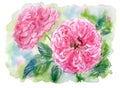 Pink English rose, Austin rose, watercolor illustration