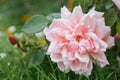 Pink english rose flowers growing in the garden, summer time Royalty Free Stock Photo