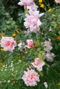 Pink english rose flowers growing in the garden, summer time Royalty Free Stock Photo