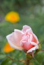 Pink english rose flowers growing in the garden, summer time Royalty Free Stock Photo
