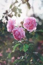 Pink English roses blooming in the summer garden  one of the most fragrant flowers  best smelling  beautiful and romantic flowers Royalty Free Stock Photo
