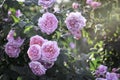 Pink English roses blooming in the summer garden  one of the most fragrant flowers  best smelling  beautiful and romantic flower Royalty Free Stock Photo