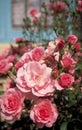 Pink English roses and blue building