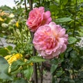 Pink English roses in garden. Beautiful flowerbed with blooming flowers Royalty Free Stock Photo