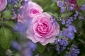 Pink English Roses with Purple Nepeta