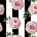 Pink English roses seamless pattern on a stripes background. Vector. Royalty Free Stock Photo