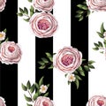 Pink English roses seamless pattern on a stripes background. Vector. Royalty Free Stock Photo