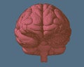 Pink engraving brain in front view on blue BG Royalty Free Stock Photo