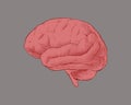 Pink engraving brain illustration