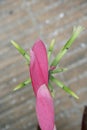 Pink epiphytic bromeliad