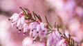 Pink Erica carnea flowers winter Heath in the garden in early spring