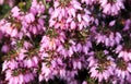 Pink Erica Carnea flowers Winter Hit and a working bee in a spring garden