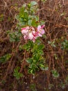 Pink Escallonia Flower with Small Green Leaves