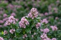 Pink Escallonia laevis Pink Elle, evergreen with pink flowers